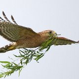 11SB Red-shouldered Hawk with Nesting Material